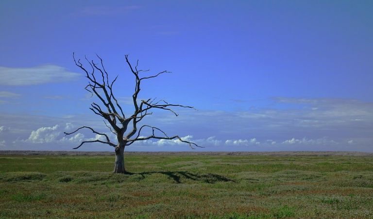 Habitat Loss Threatens Planet’s Stability – The Prowl