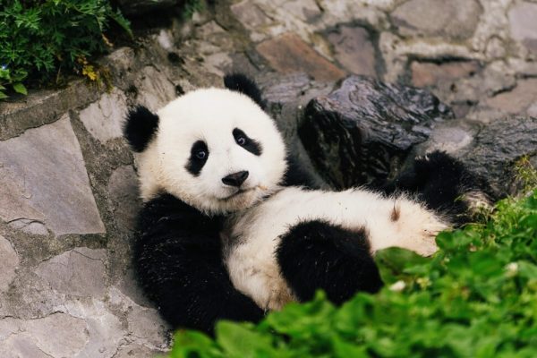 Complete Pandemonium: Will Pandas Disappear from American Zoos?